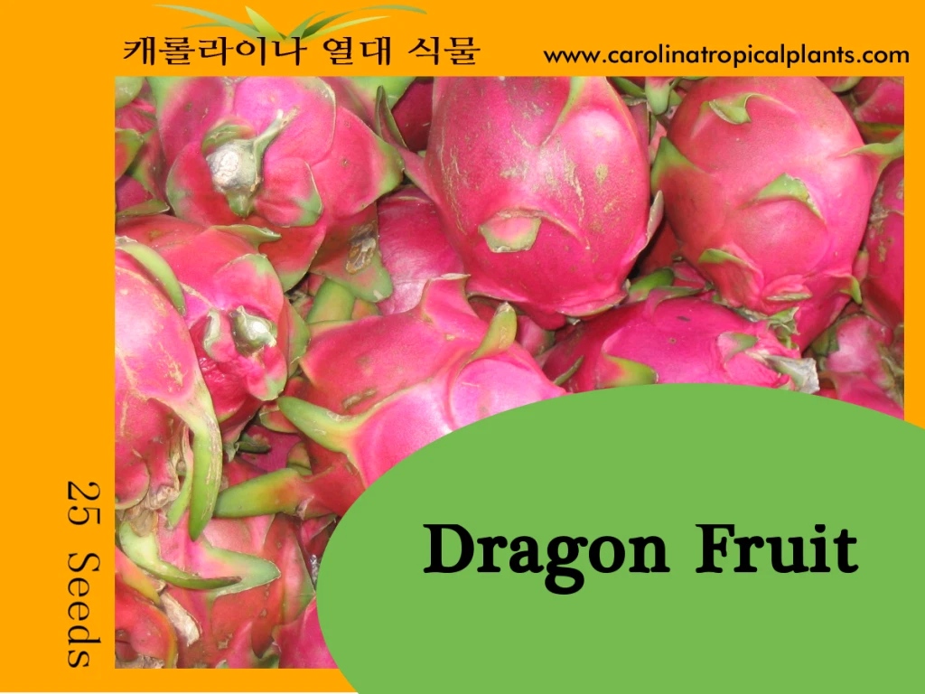 Dragon Fruit Seeds for Planting