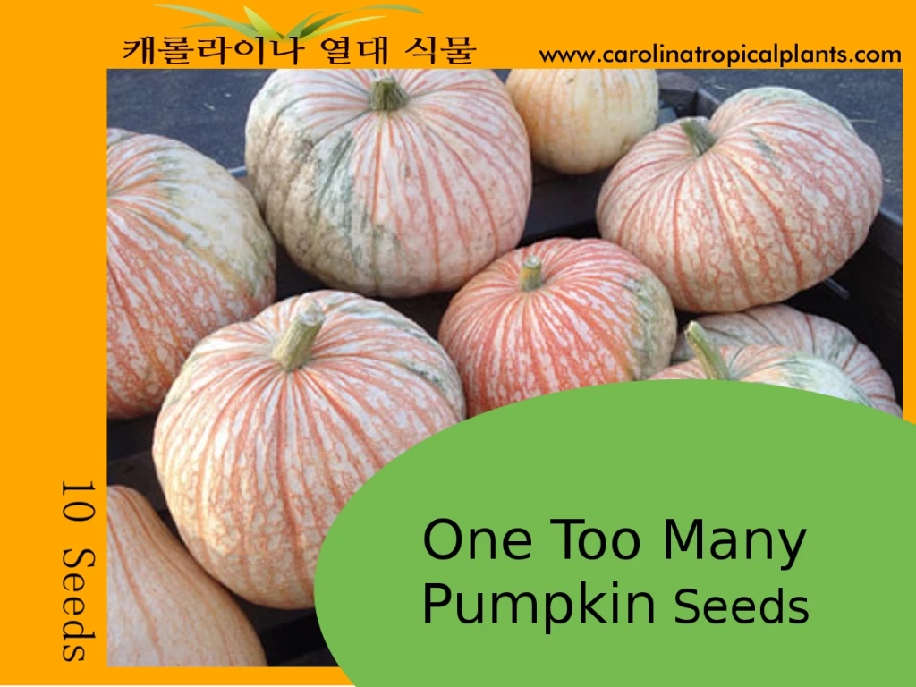 Dragon Fruit Seeds for Planting