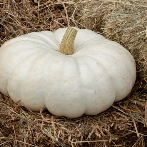 White Flat Boer Ford Pumpkin Seeds for Planting